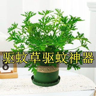 驱蚊草植物盆栽水培薄荷室内室外祛蚊种籽子庭院天竺葵开花防蚊虫