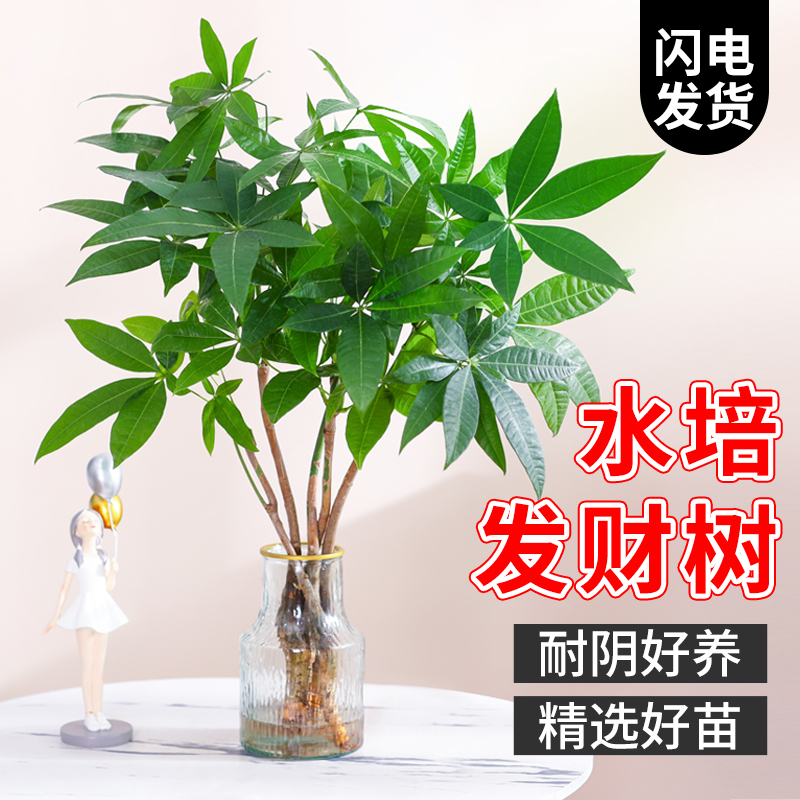 水培植物发财树盆栽好养易活