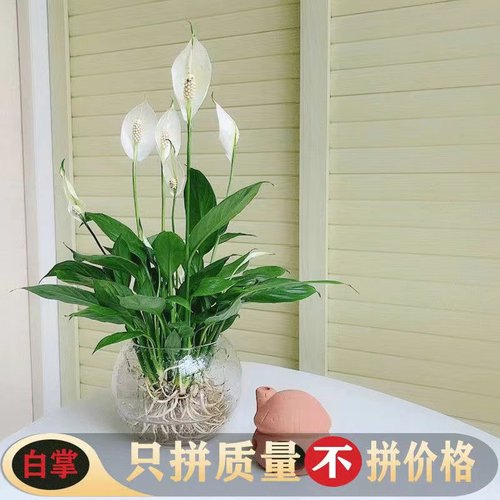 绿植办公四季常青一帆风顺白掌