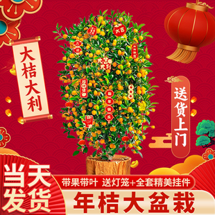 金桔盆栽带果年桔可食用橘子树苗四季盆景绿植物室内客厅年宵花卉