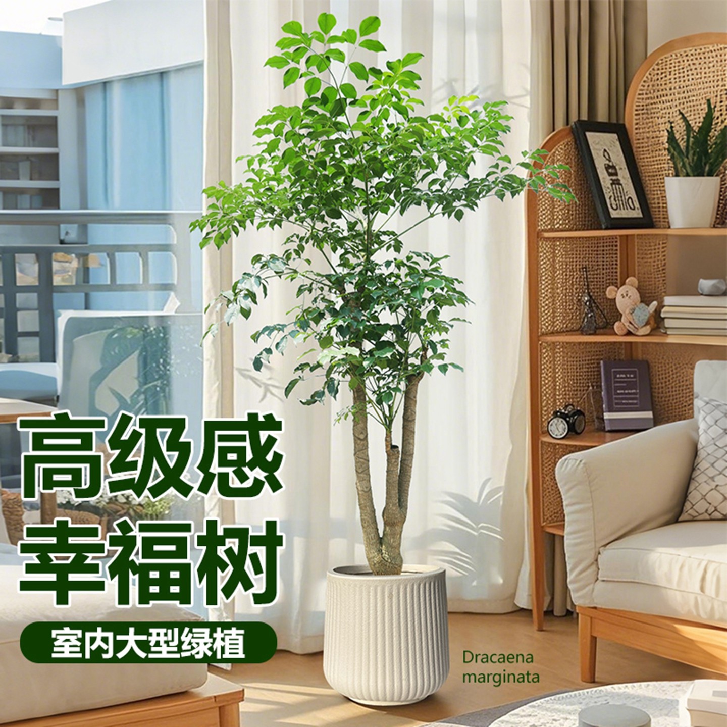 幸福树客厅大盆栽柿子枫绿植