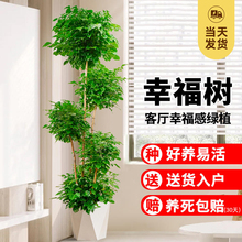 幸福树客厅盆栽大型植物老桩绿植花盆室内平安树吸甲醛四季好养禄