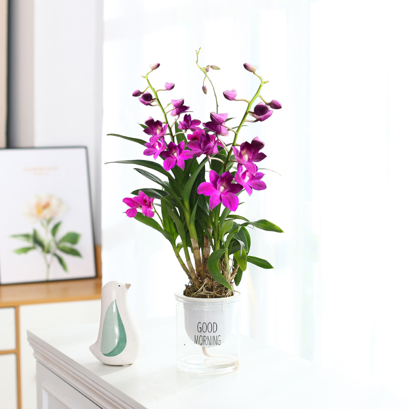 香水石斛兰盆栽水培植物带花苞蝴蝶兰水养四季花卉室内好养绿植