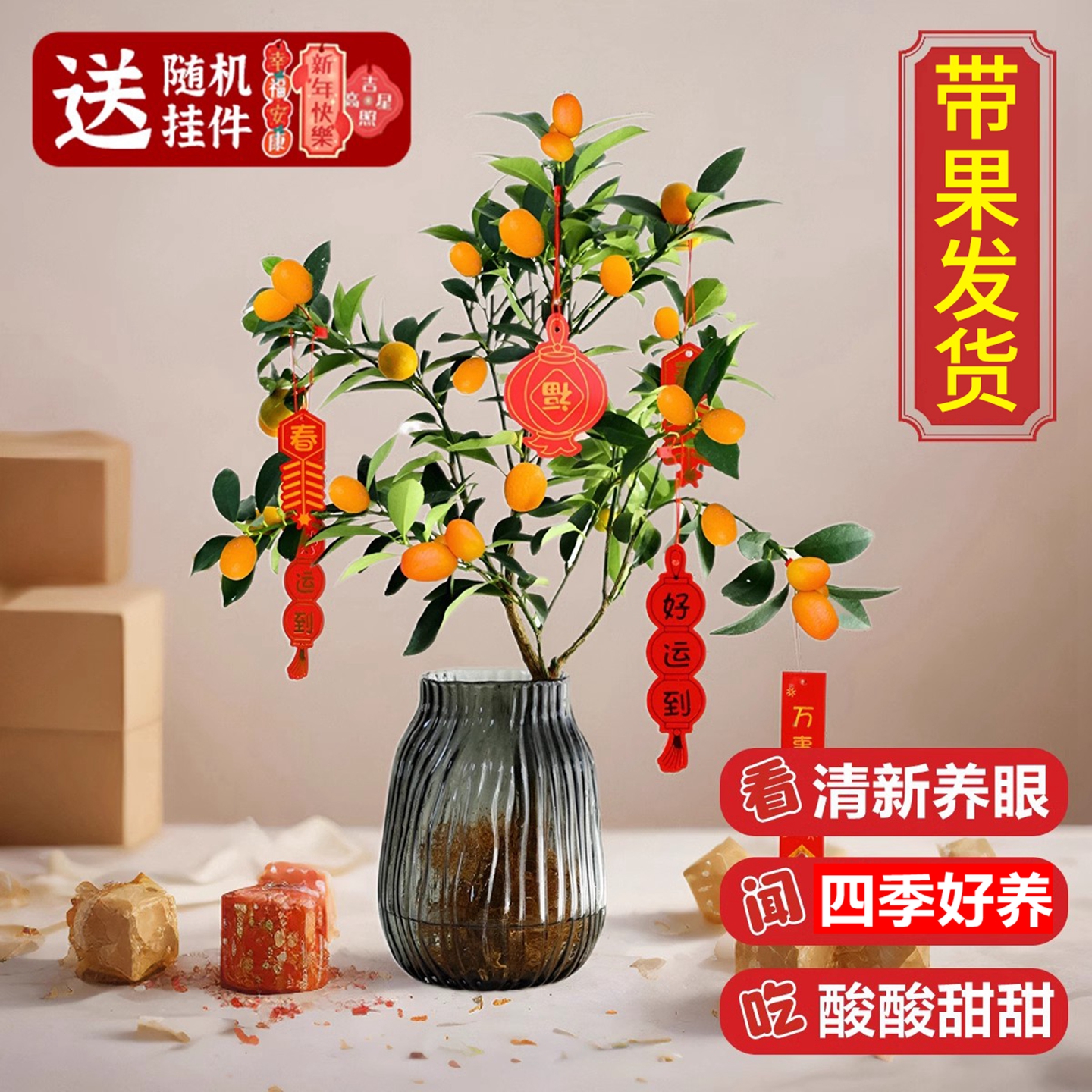 水培植物金桔盆栽室内好养易活