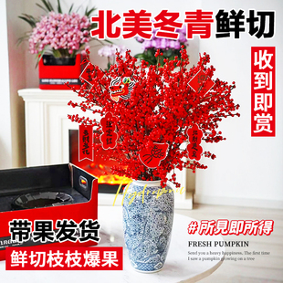 进口北美冬青带果鲜切枝水培植物鲜花束红果水养室内年宵花卉真花