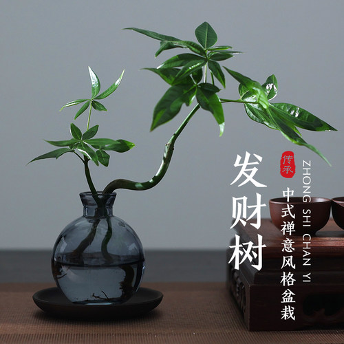 水培植物发财树室内办公桌盆栽