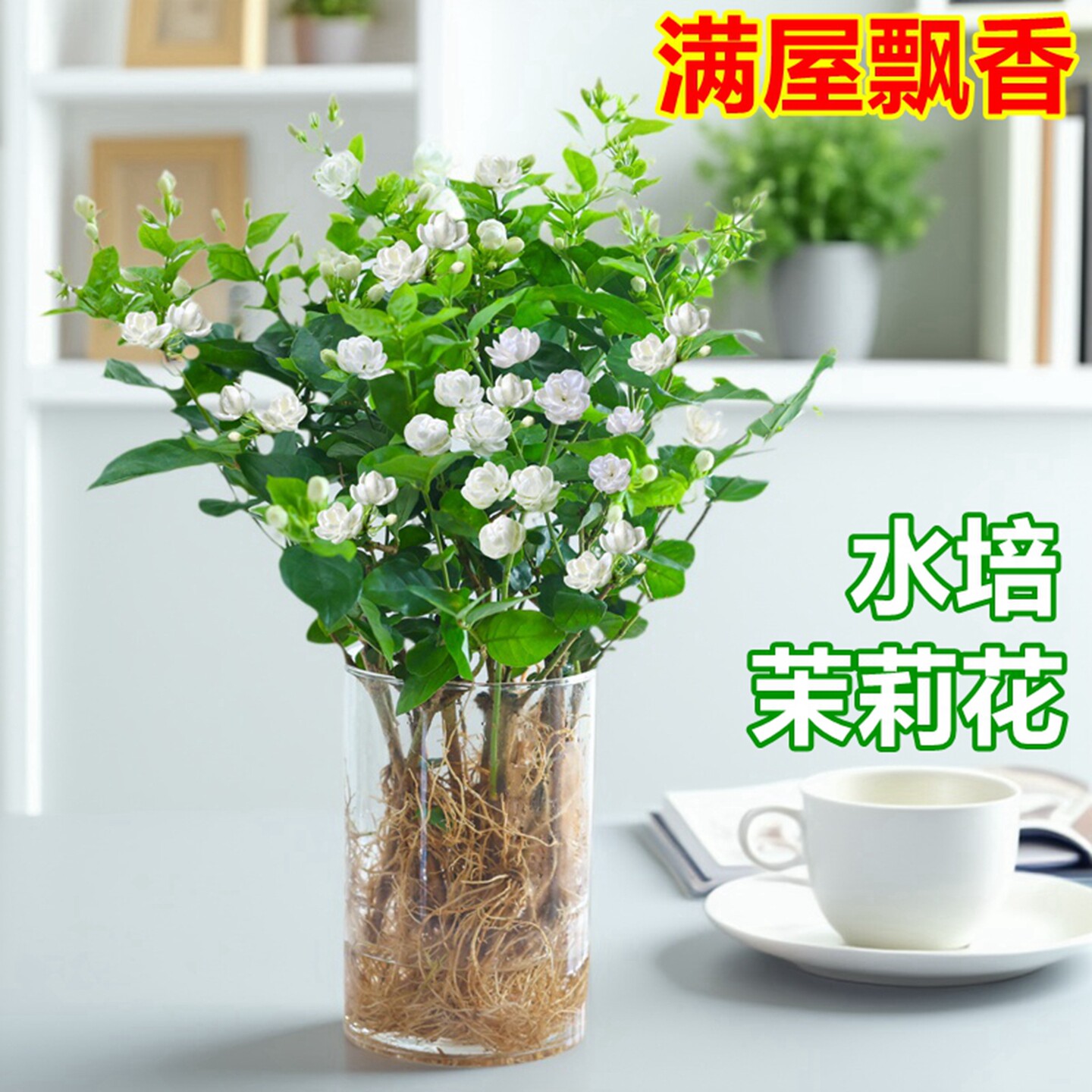 茉莉花盆栽四季常青水培植物带花苞鲜花花卉绿植室内办公室好养活