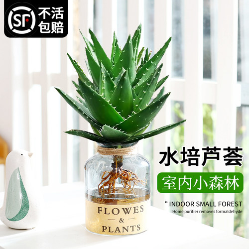 芦荟室内桌面可水可土培
