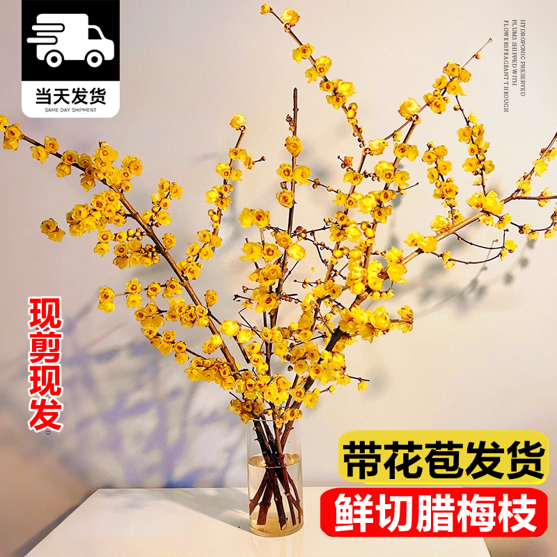 腊梅鲜花鲜切花客厅水养年宵花卉