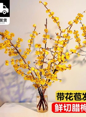 腊梅带花苞鲜切花卉客厅水养干枝蜡梅年宵花懒人水培植物花束鲜花