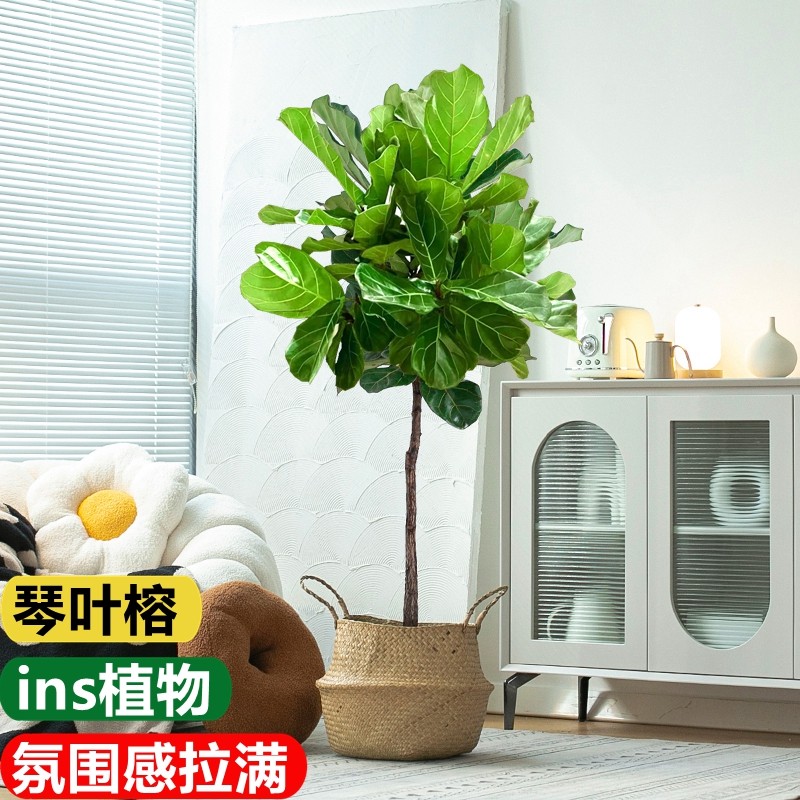 琴叶榕大盆栽室内绿植办公室客厅老桩大型植物大叶吸甲醛净化空气