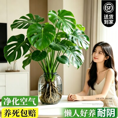 龟背竹盆栽水培植物四季常青好养