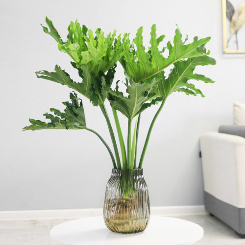 桌面水培春羽耐阴水养土植