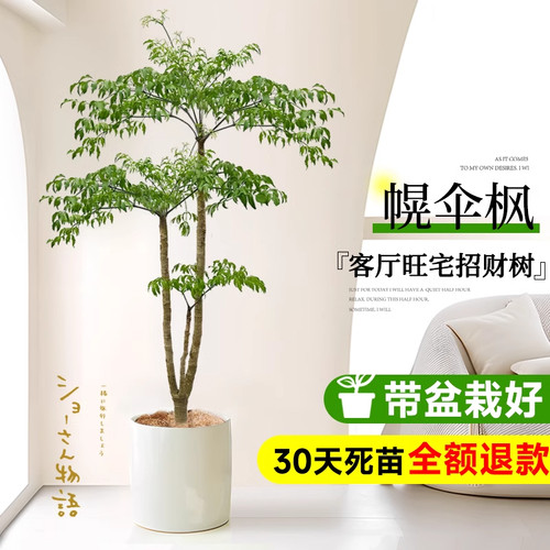 幌伞枫盆栽室内客厅大型绿植