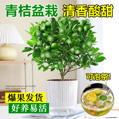 小青柠树苗海南小青桔金桔柠檬树