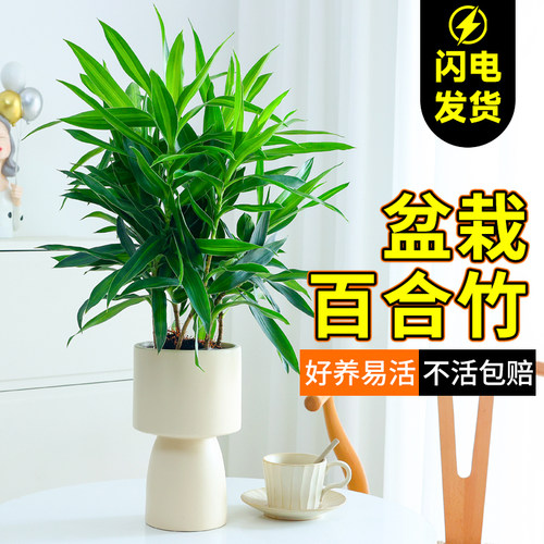 百合竹盆栽水培植物富贵竹遇水就活室内桌面