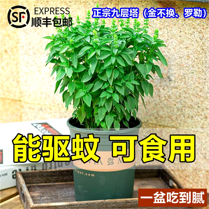 九层塔盆栽可食用驱蚊植物新鲜香草香料罗勒金不换苗室内阳台绿植