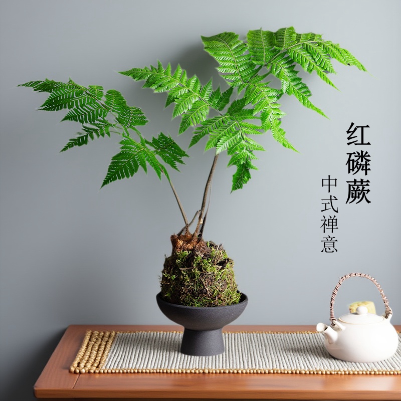 红磷蕨水培植物盆栽蕨类苔藓球一叶蕨室内办公室中式禅意盆景绿植