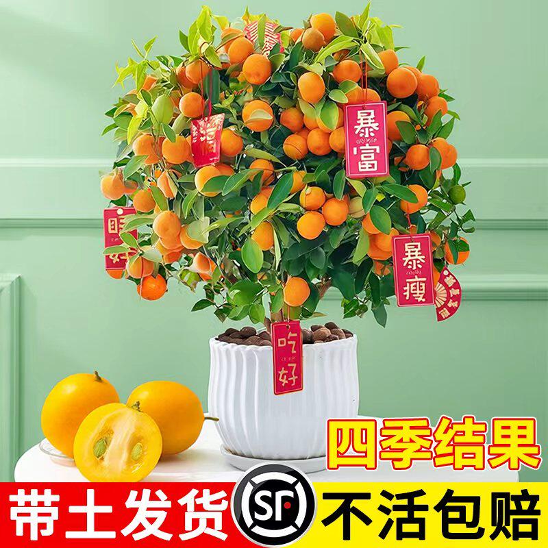 金桔室内四季耐寒带果