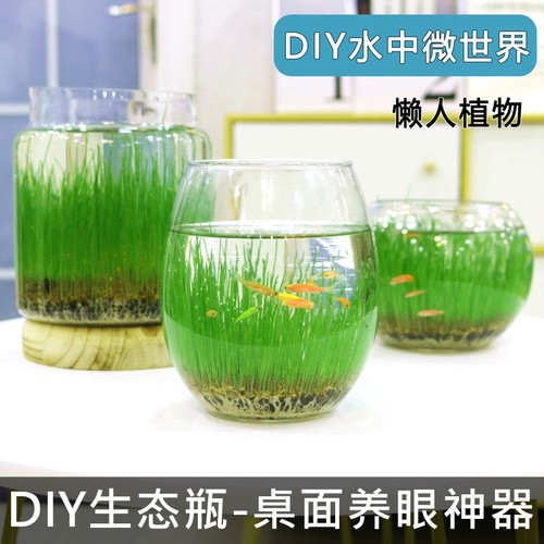 生态瓶养鱼玻璃瓶桌面水培植物鱼缸水草种子籽绿植水养草缸盆栽 - 封面