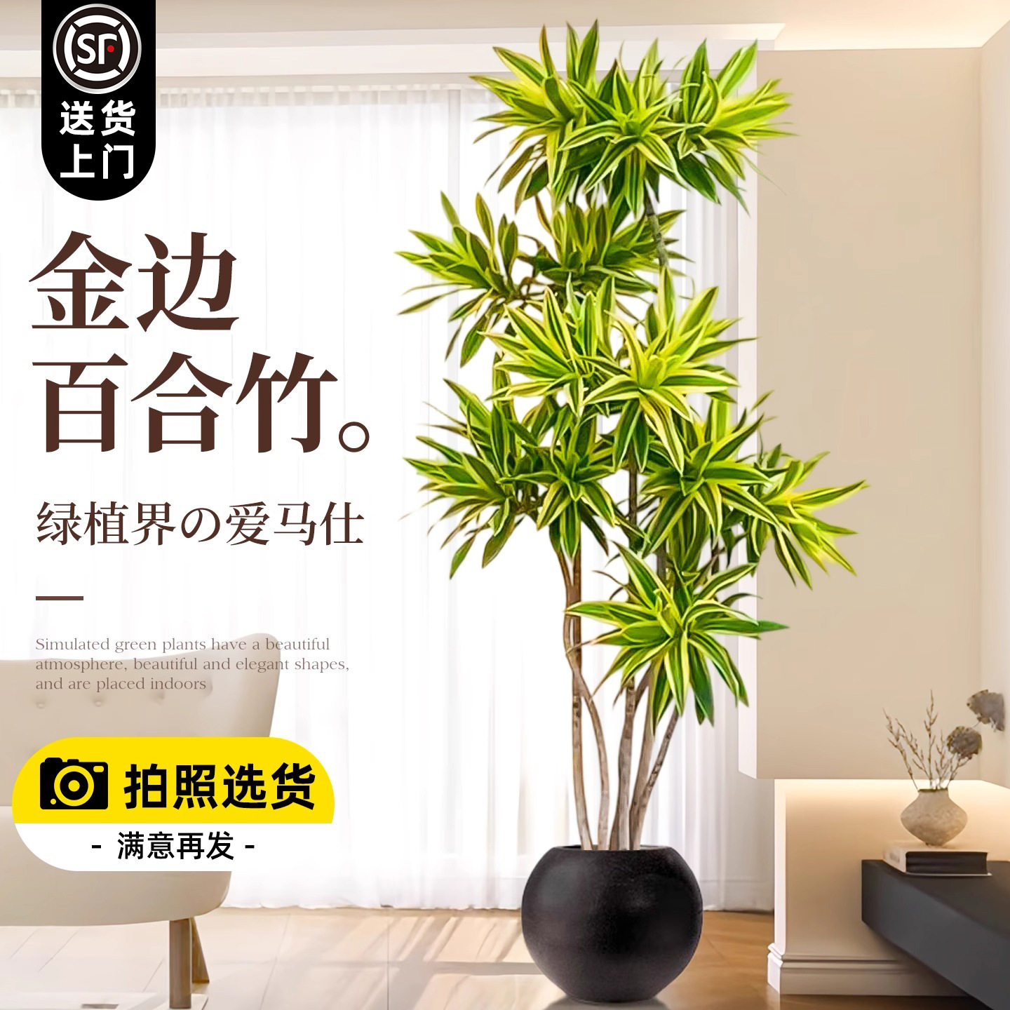 金边百合竹客厅绿植室内大型植物