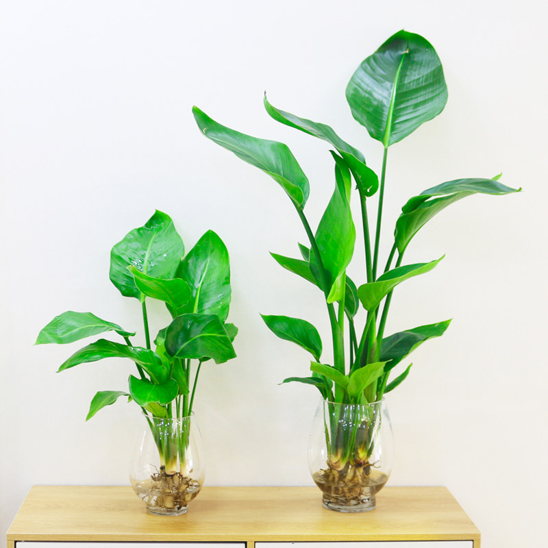 水培植物天堂鸟室内桌面耐阴四季好养水养富贵竹花卉绿植盆栽盆景