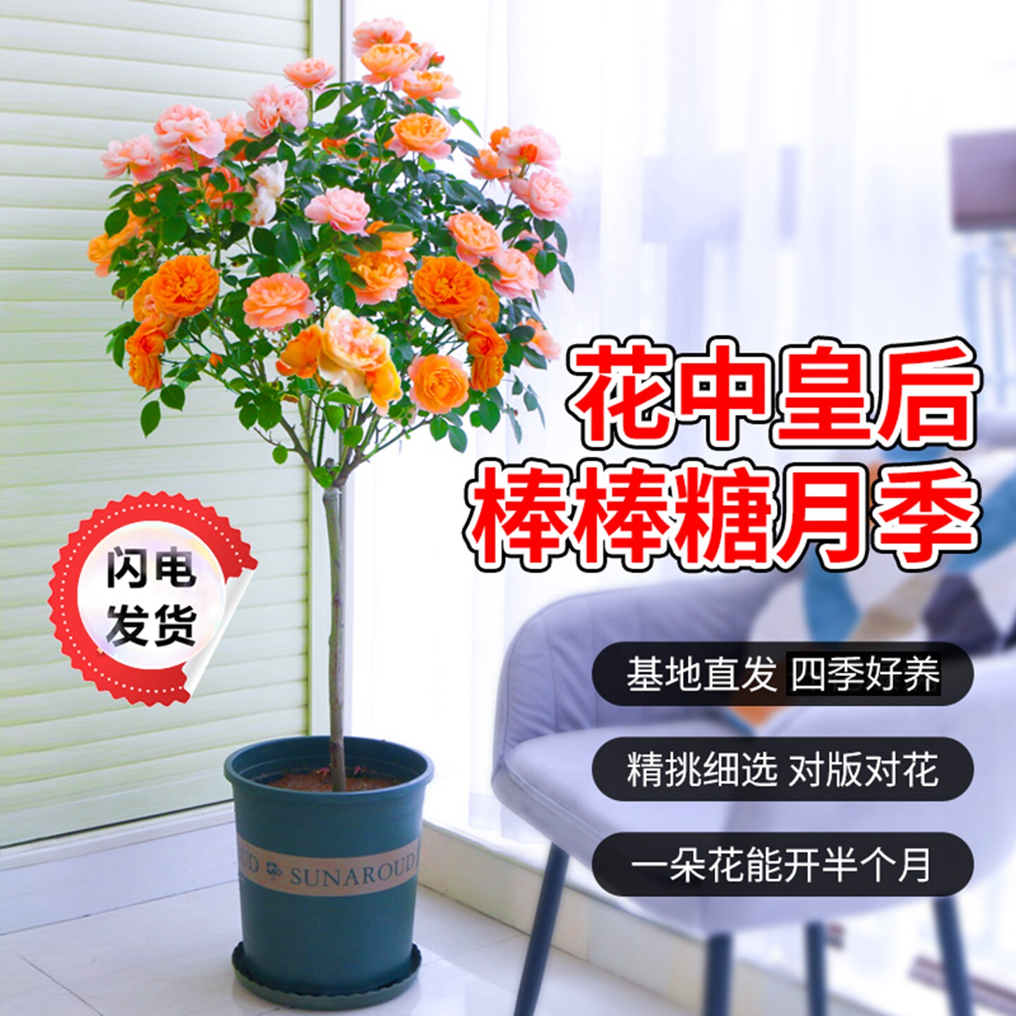 棒棒糖月季盆栽果汁阳台老桩树状特大花苗带花苞庭院花卉四季好养