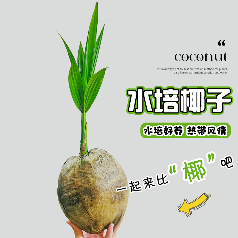 水培植物椰子果树苗盆栽客厅阳台办公室内水果可食用绿植懒人桌面