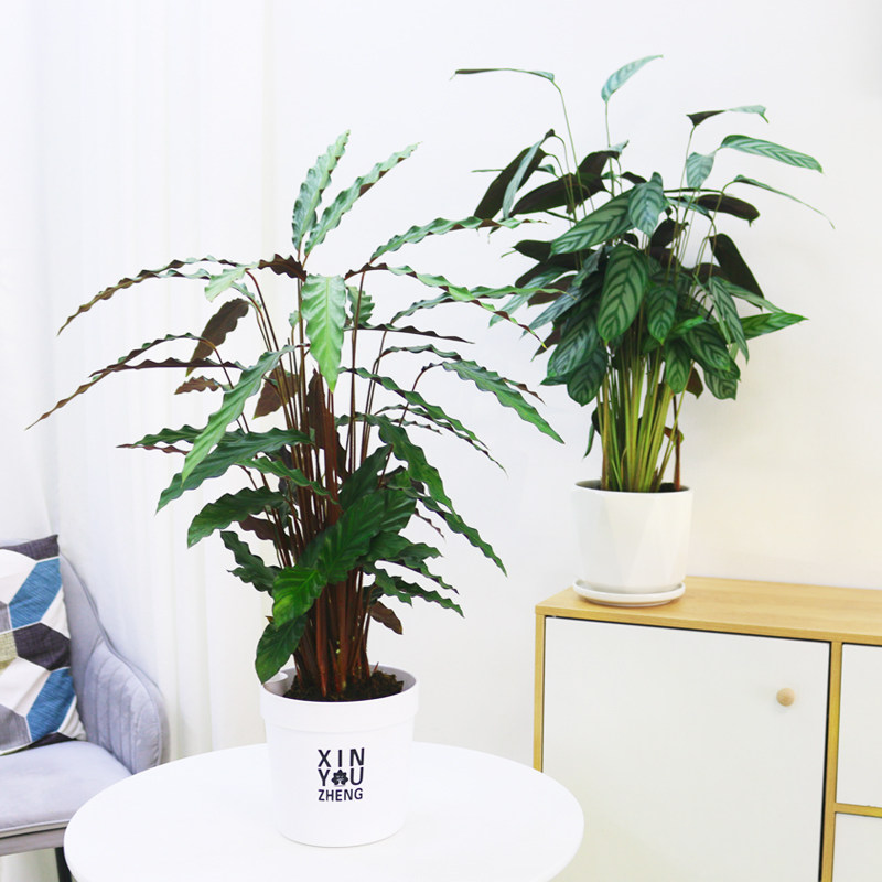 紫背波浪竹芋盆栽植物室内客厅好养绿植耐阴花卉新飞羽竹芋吸甲醛