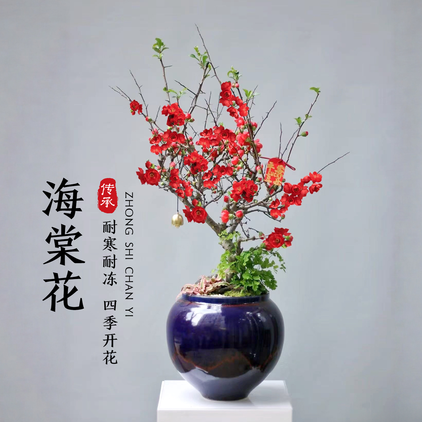 海棠花盆栽四季真西府海棠垂丝树