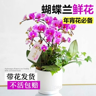 蝴蝶兰花苗带花剑盆栽兰花大苗客厅室内四季开植物花卉鲜花好养活