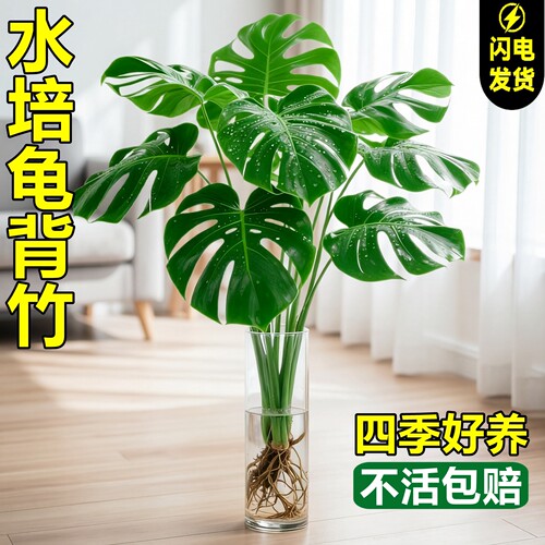 秉泽水培绿植龟背竹四季常青