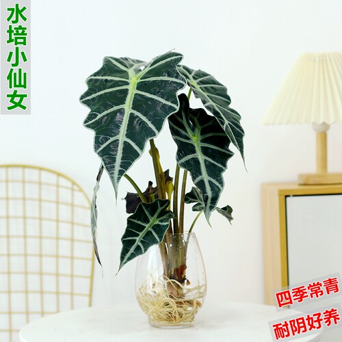 水培植物小仙女海芋耐阴好养室内
