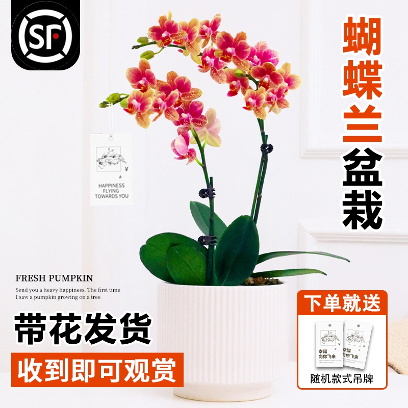蝴蝶兰盆栽带花苞大苗鲜花卉客厅轻奢高级感真花四季好养开业乔迁