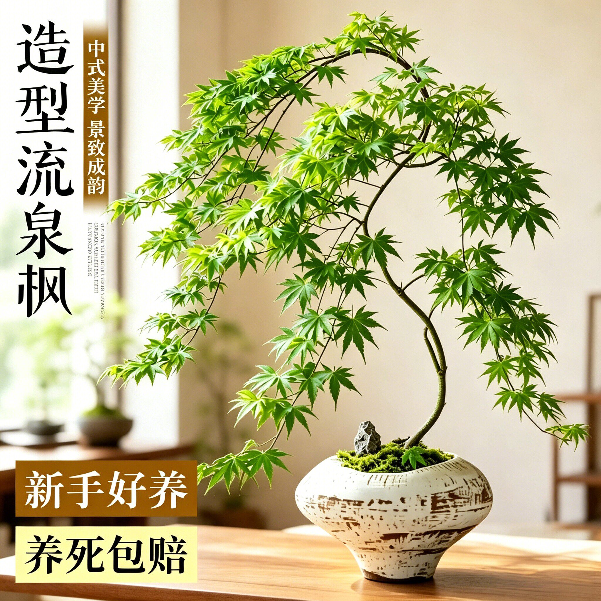 流泉枫盆栽绿植飘逸造型书房客厅室内植物网红系禅意办公桌面盆景