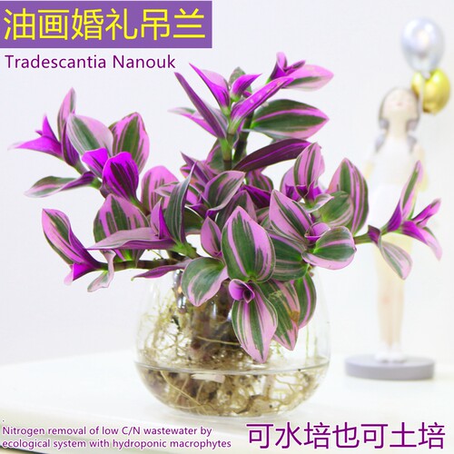 油画婚礼吊兰盆栽水培植物桌面