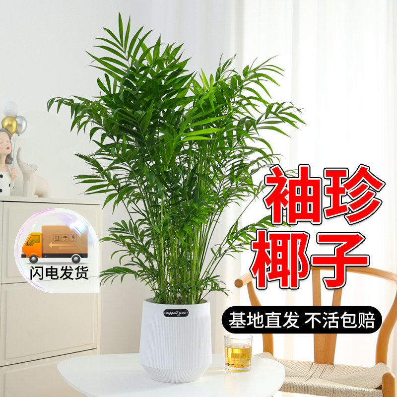 袖珍椰子盆栽室内客厅办公室桌面绿植四季好养观叶植物净化空气