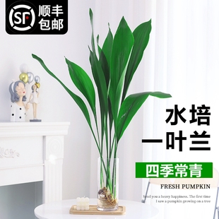 一叶兰水培植物四季常青盆栽办公室网红摆件室内好养培植净化空气