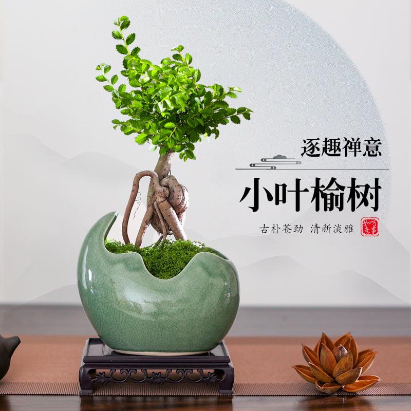 小叶榆树盆景提根造型盆栽办公室内桌面茶几绿植四季常青懒人植物
