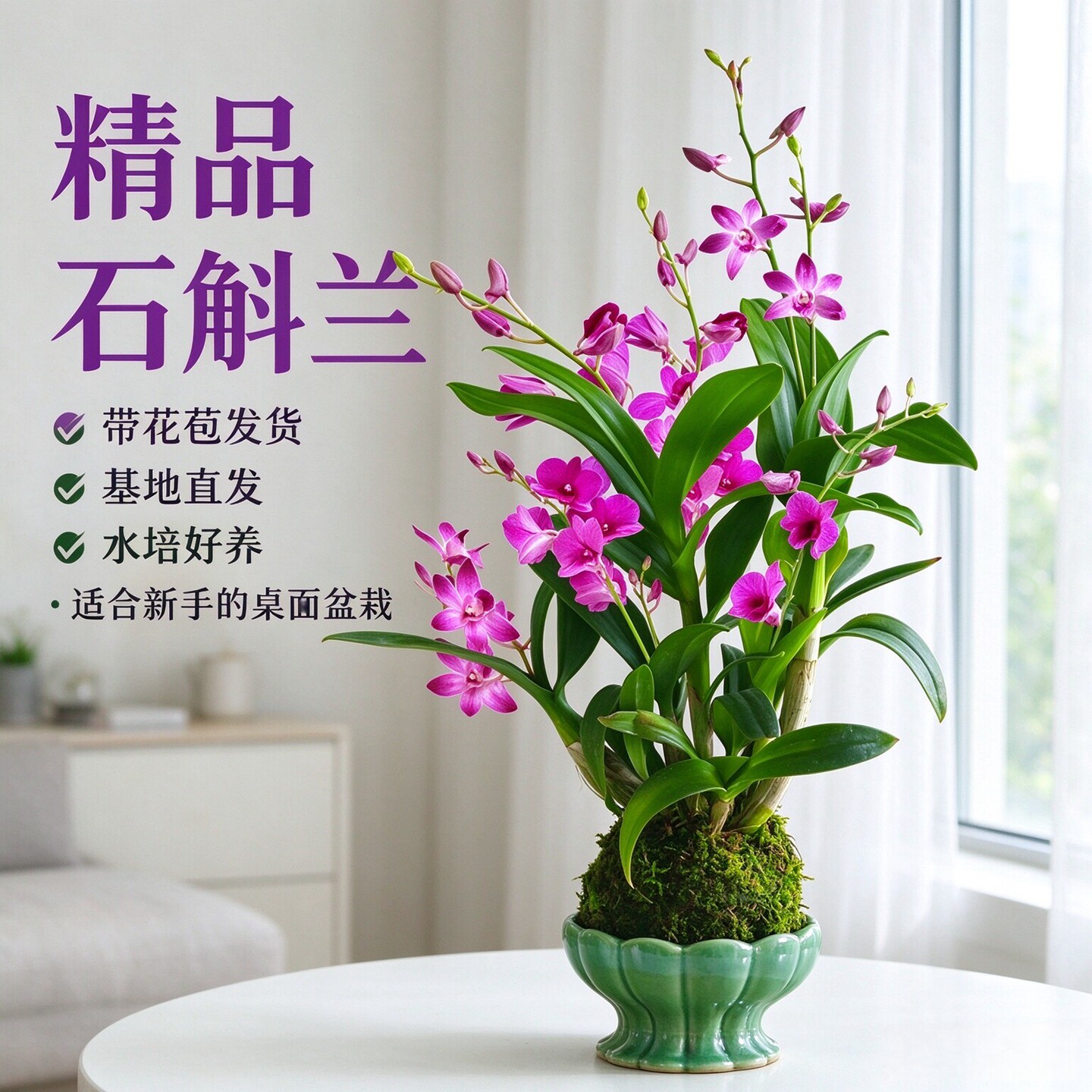 水培植物好养花卉室内四季耐寒图片