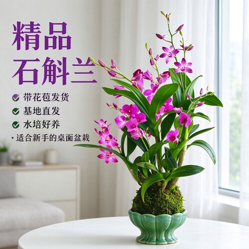 石斛兰盆栽带花苞苔藓球水培植物室内好养花卉绿植四季耐寒兰花 - 封面