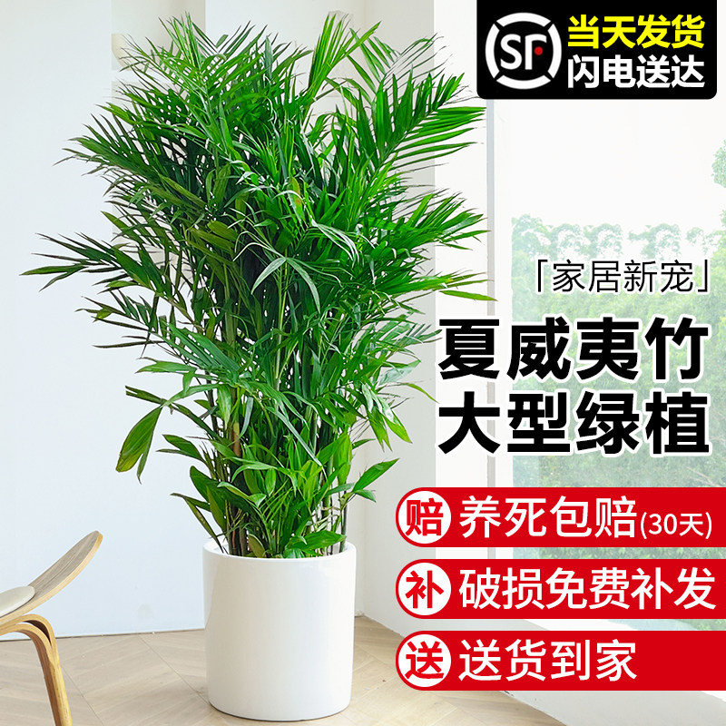 夏威夷竹子盆栽凤尾竹散尾葵室内客厅大型绿植好养植物盆景椰子树