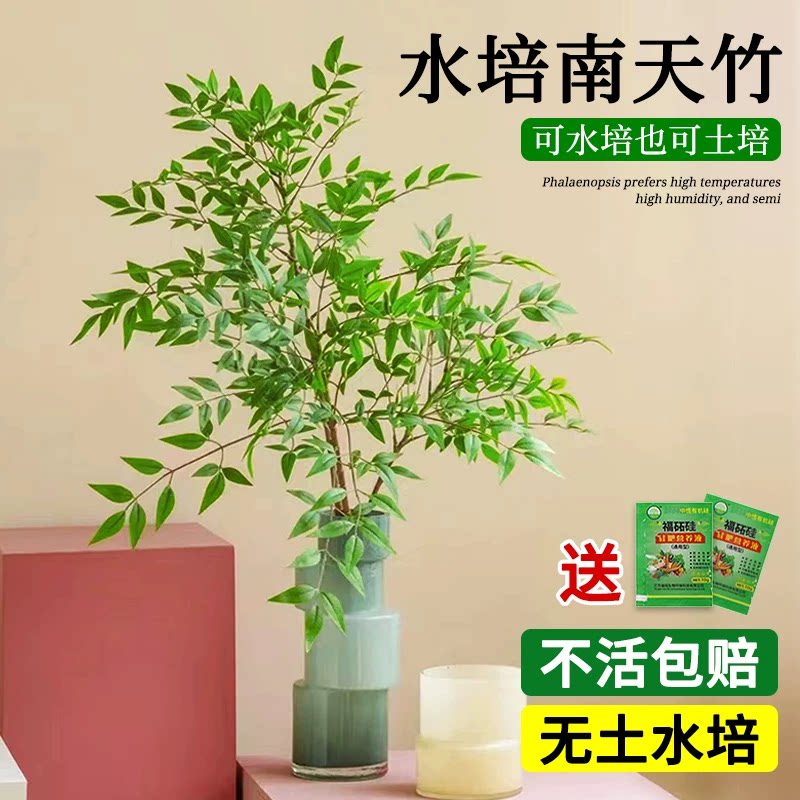 绿植桌面盆栽南天竹四季带叶好养图片