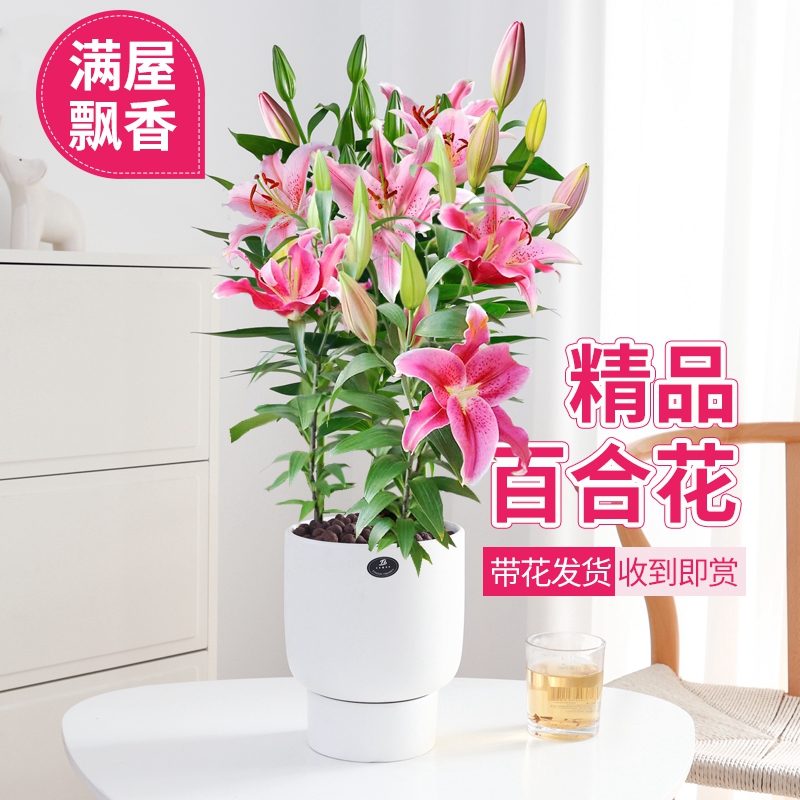 百合花盆栽带花苞室内浓香型大花卉客厅香水百合鲜花植物阳台盆景