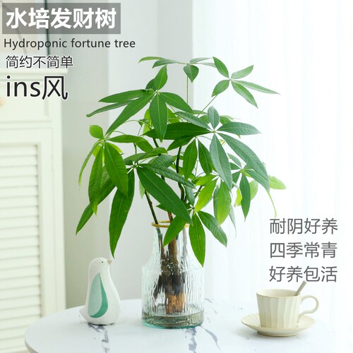 秉泽干净好养耐阴净化空气
