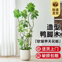 鸭脚木大盆栽鸭掌木客厅绿植室内大型落地式真花造型八方来财植物