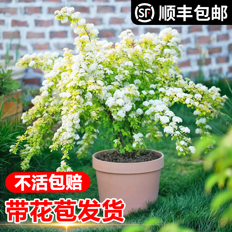 黄金喷泉绣线菊重瓣绣线菊喷雪花