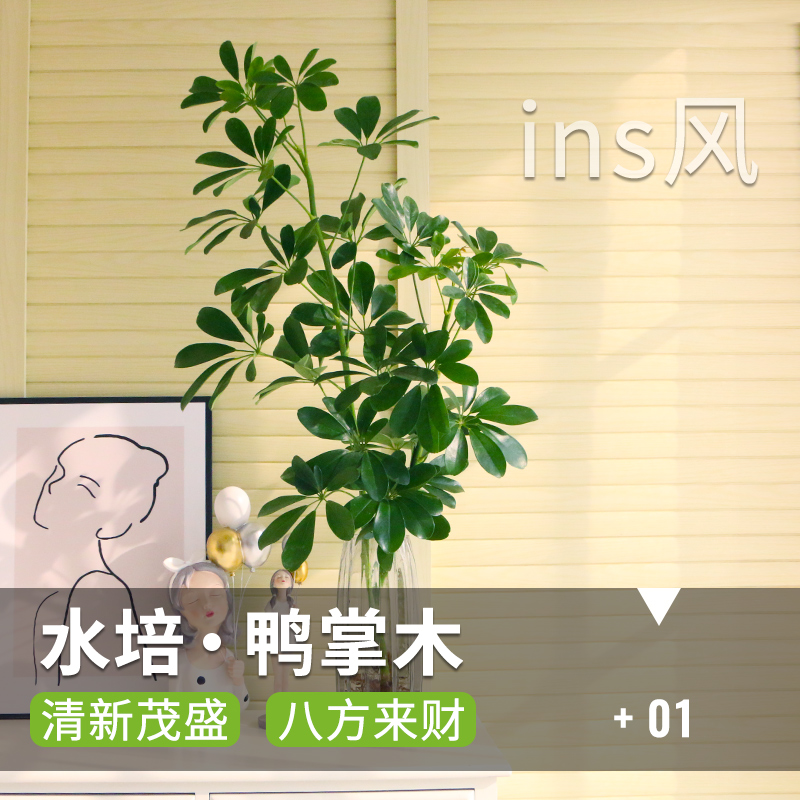 水培植物鸭脚木水养办公室盆栽鸭掌木四季好养室内绿植花卉七叶莲