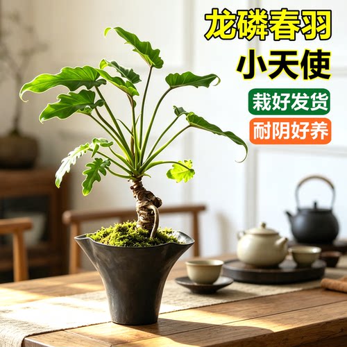 龙鳞小天使室内植物绿植北欧盆栽