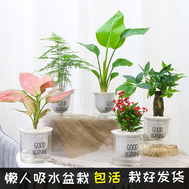 发财树绿植小盆栽富贵竹水培植物桌面多肉室内花卉好养绿萝吸甲醛